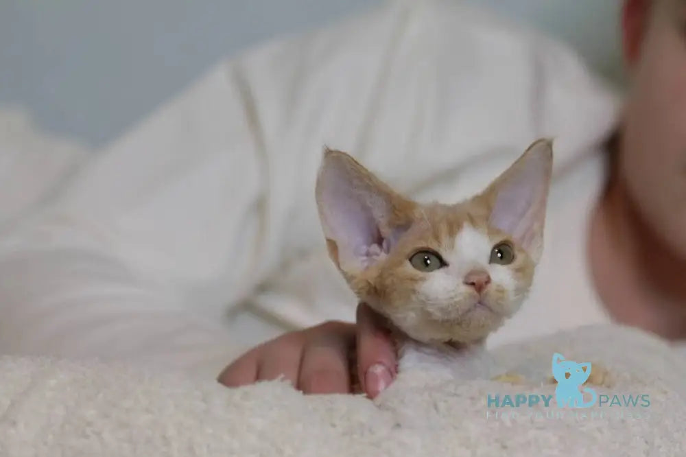 Jack Devon Rex male red bicolour live animals