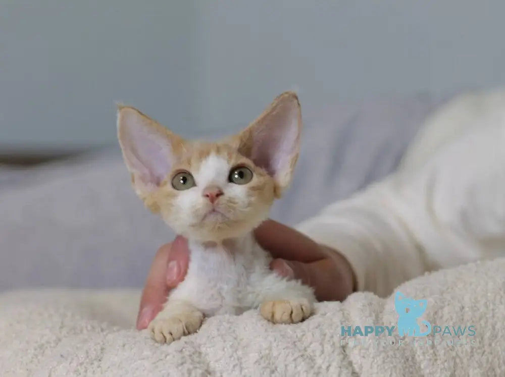 Jack Devon Rex male red bicolour live animals