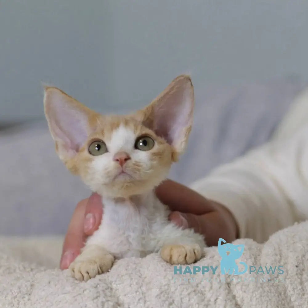 Jack Devon Rex male red bicolour live animals