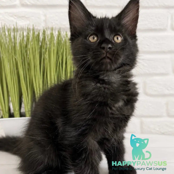 Jack Maine Coon male black - live animals