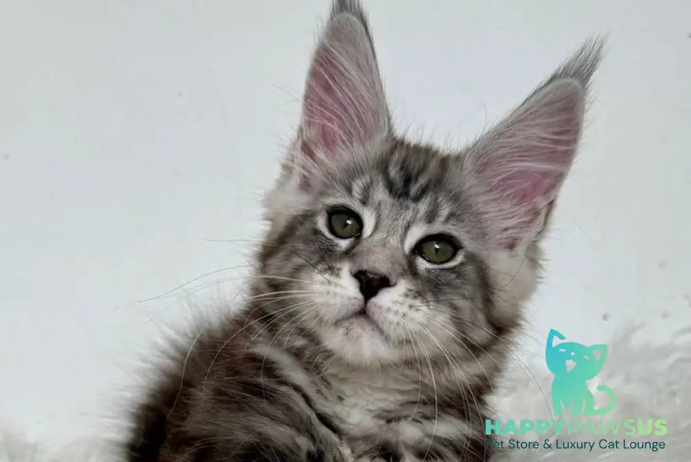 Jack Maine Coon male black silver tabby live animals
