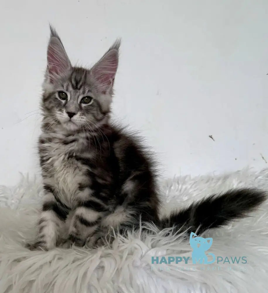 Jack Maine Coon male black silver tabby live animals