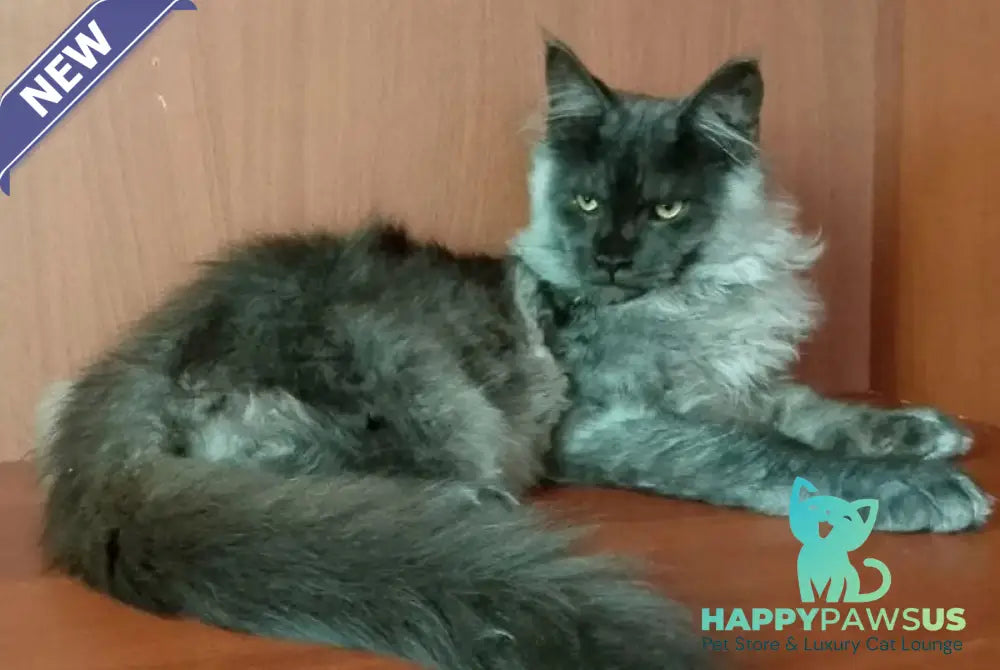 Jack Maine Coon male black silver tabby - live animals
