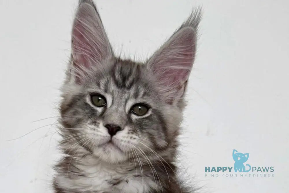 Jack Maine Coon male black silver tabby live animals