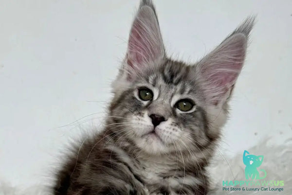 Jack Maine Coon male black silver tabby live animals