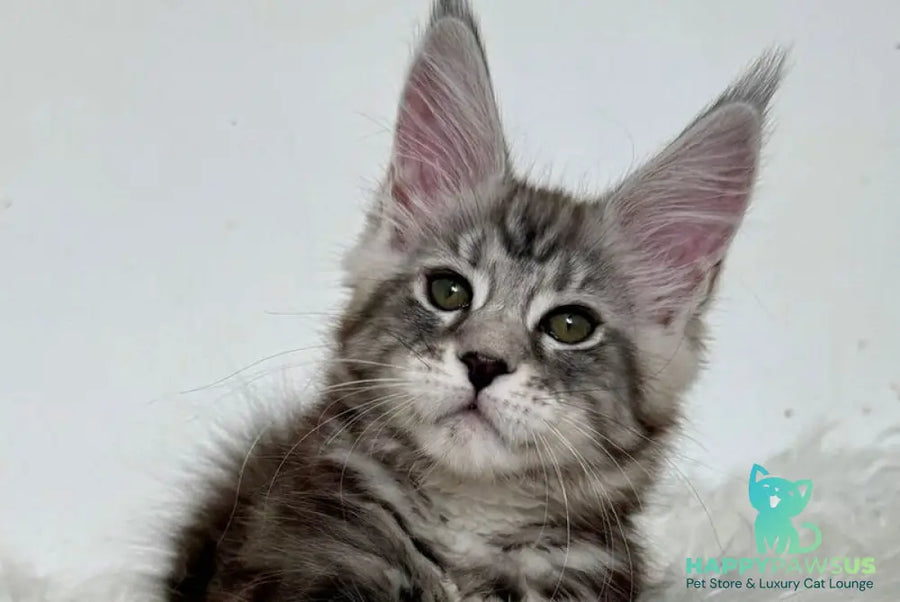 Jack Maine Coon male black silver tabby live animals