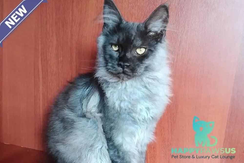Jack Maine Coon male black silver tabby - live animals