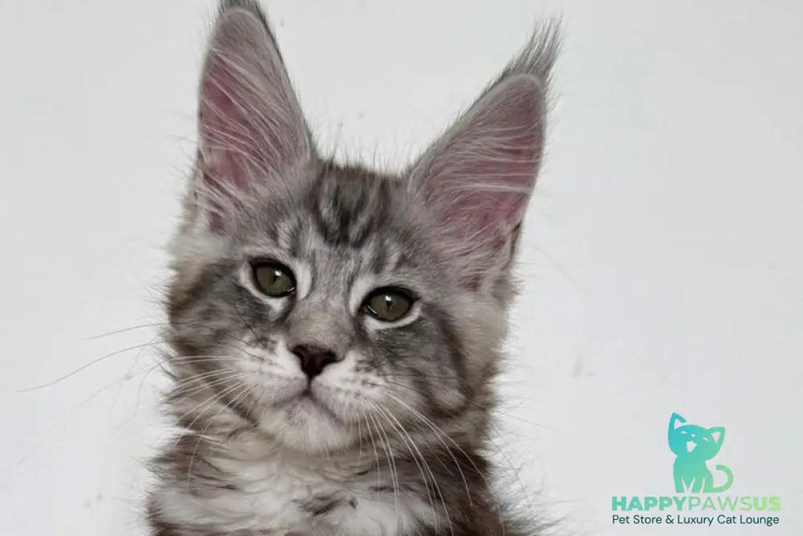 Jack Maine Coon male black silver tabby live animals