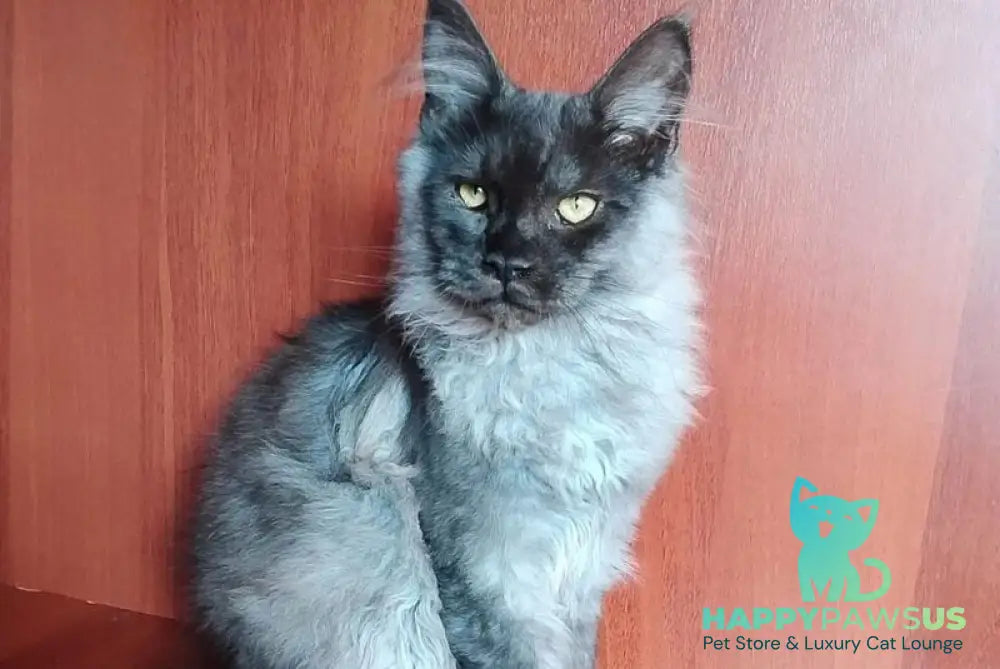 Jack Maine Coon male black silver tabby - live animals