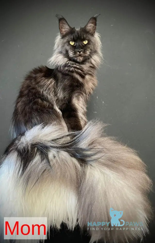 Jack Maine Coon male black silver tabby live animals
