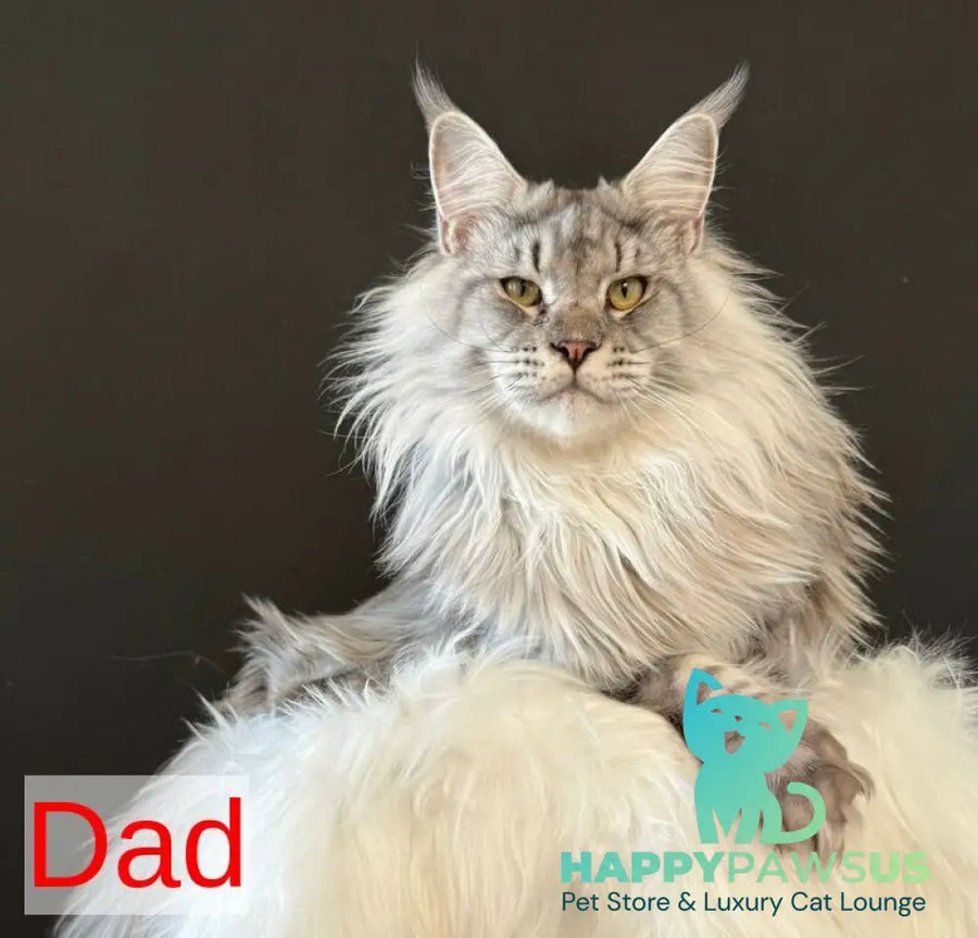 Jack Maine Coon male black silver tabby live animals