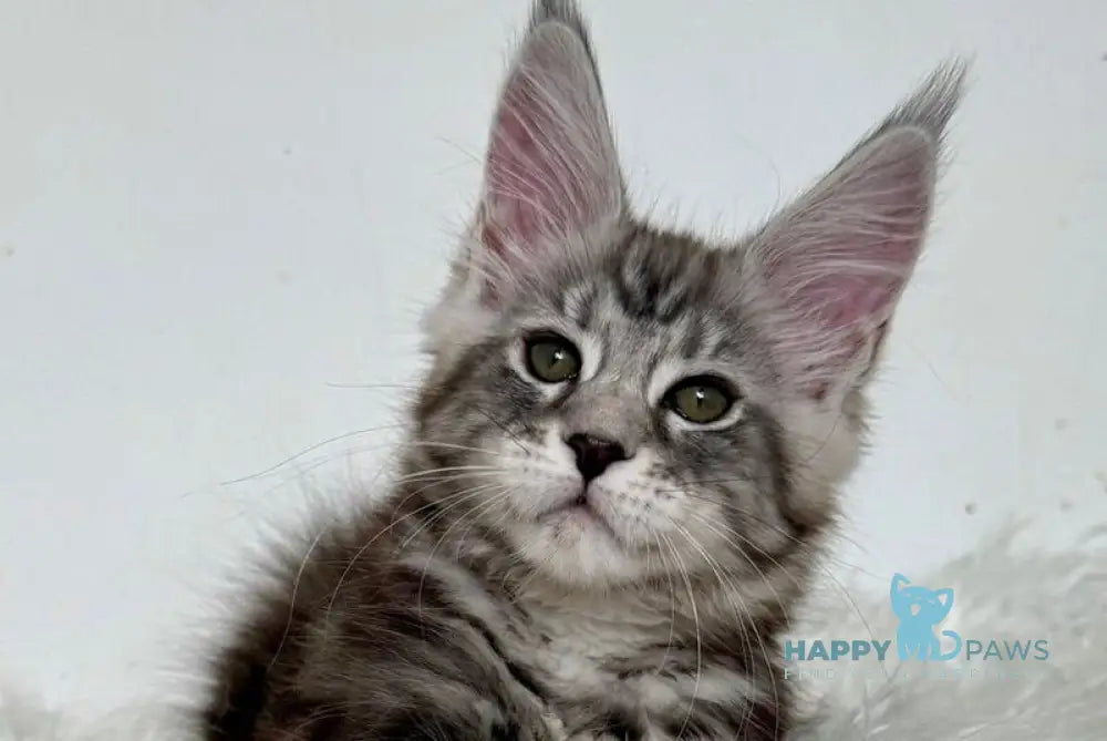 Jack Maine Coon male black silver tabby live animals