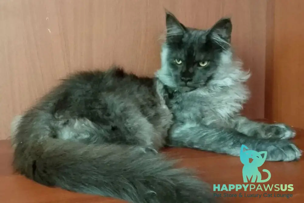 Jack Maine Coon male black silver tabby - live animals