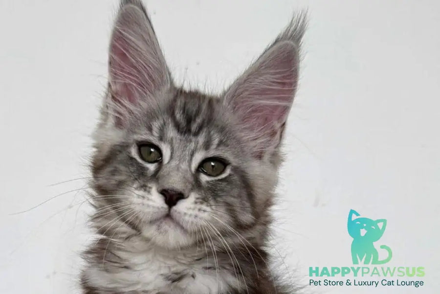 Jack Maine Coon male black silver tabby live animals