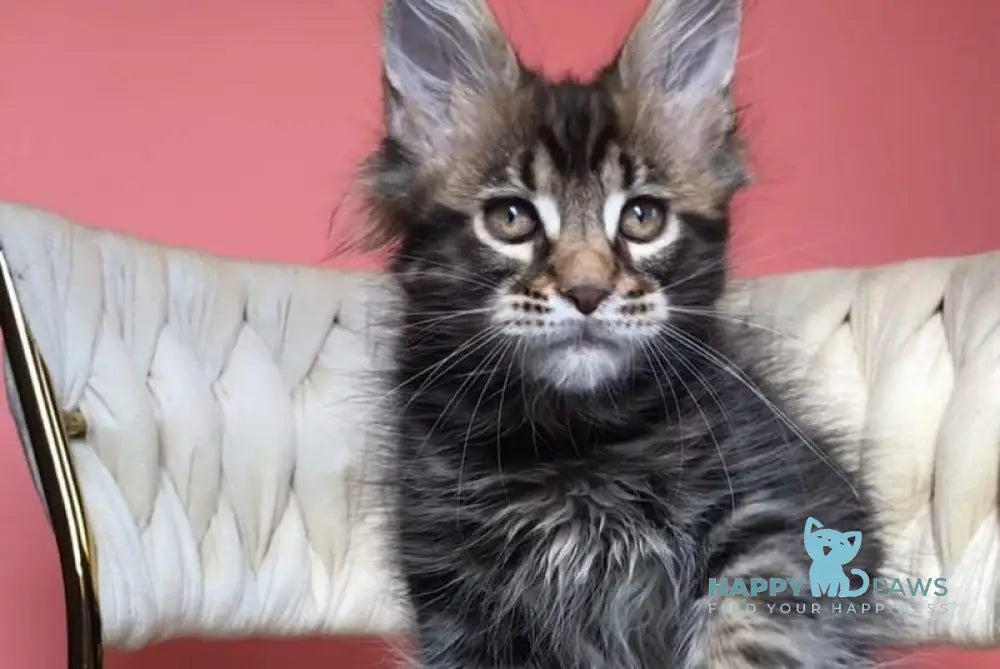 Jack Maine Coon male black tabby live animals
