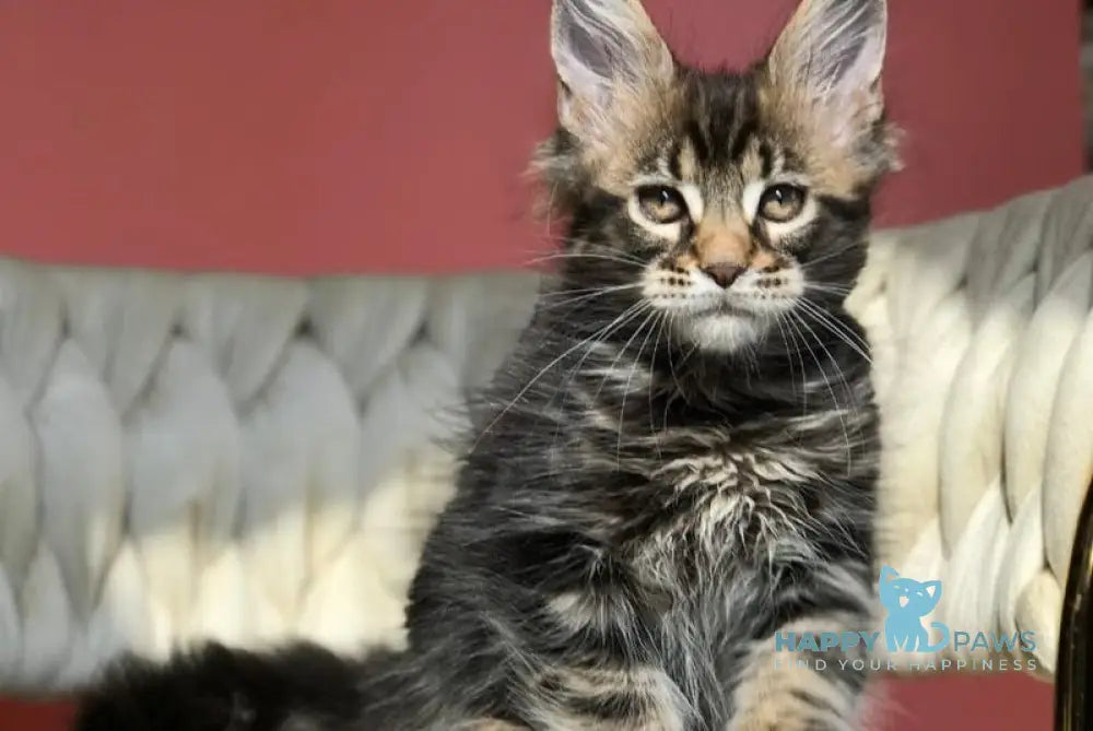 Jack Maine Coon male black tabby live animals