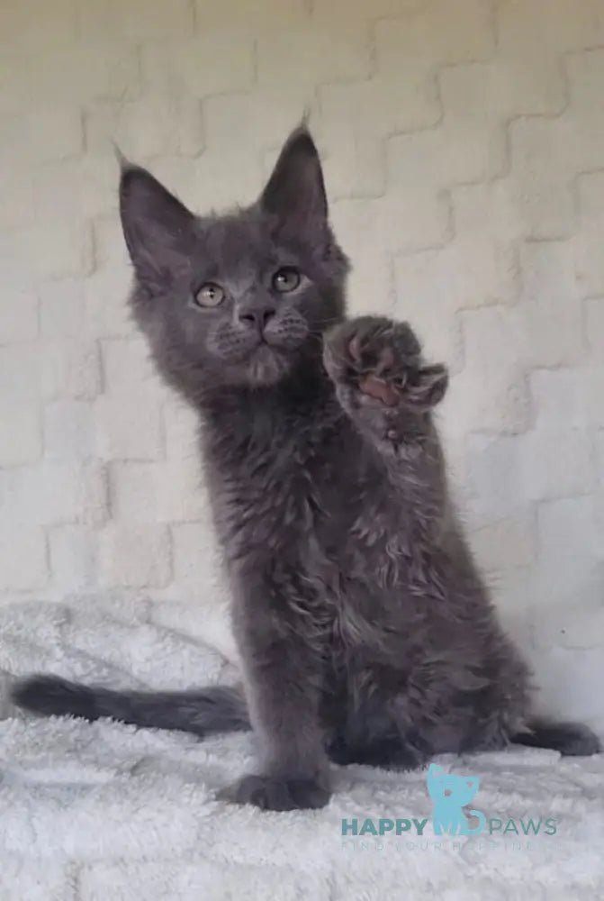 Jack Maine Coon male blue live animals