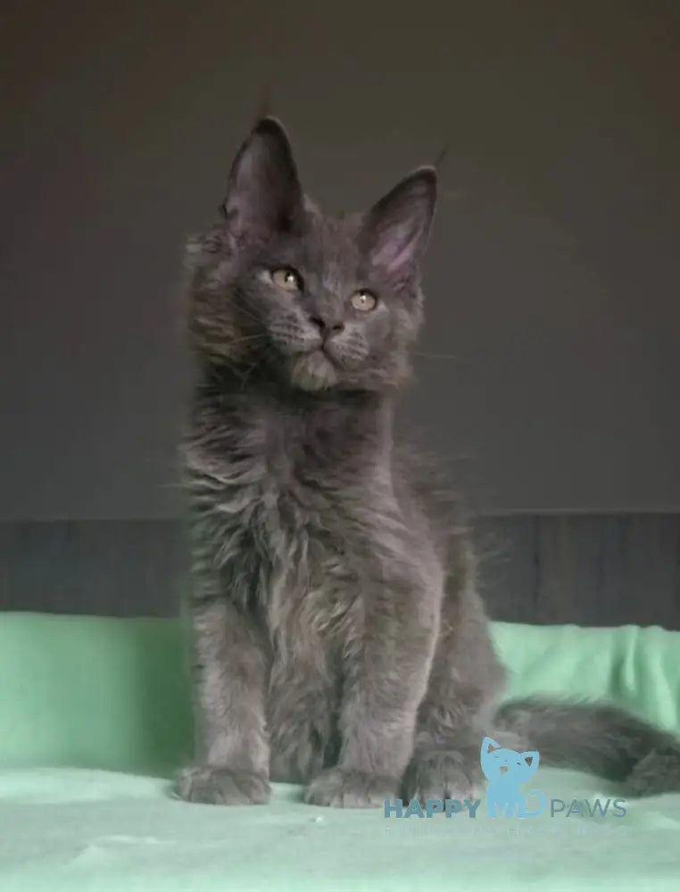 Jack Maine Coon male blue live animals