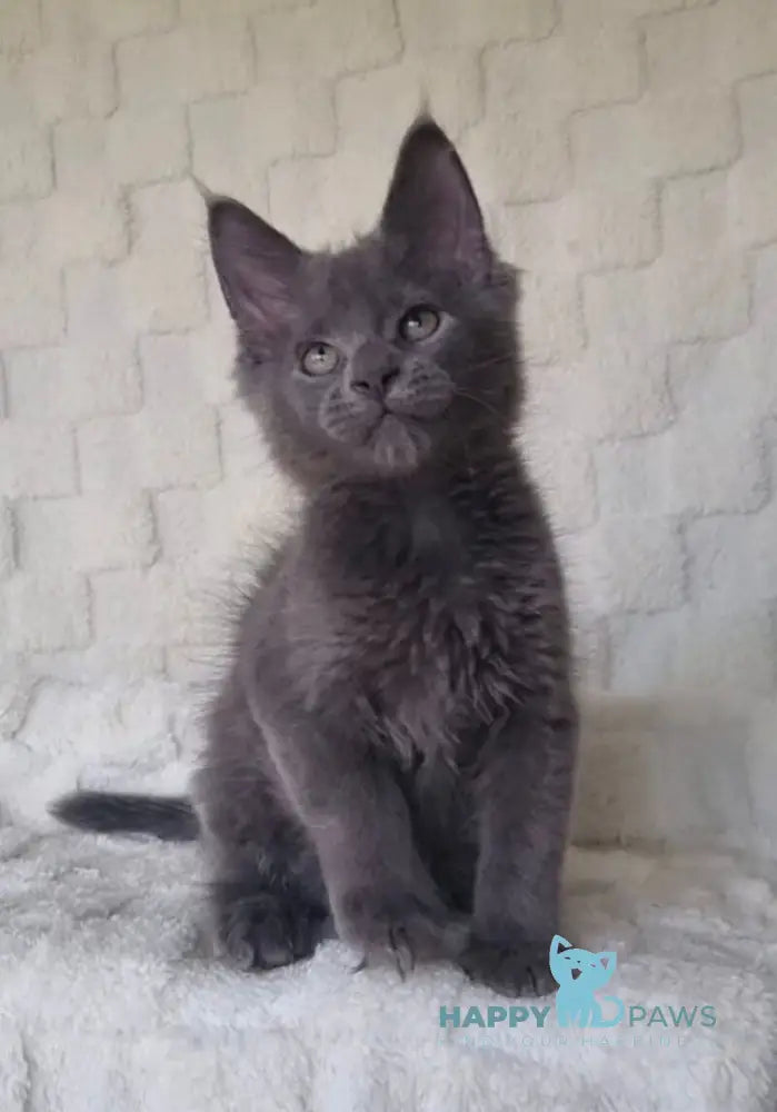 Jack Maine Coon male blue live animals