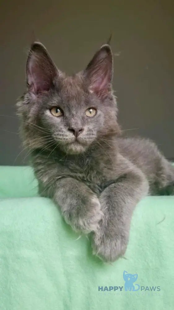 Jack Maine Coon male blue live animals