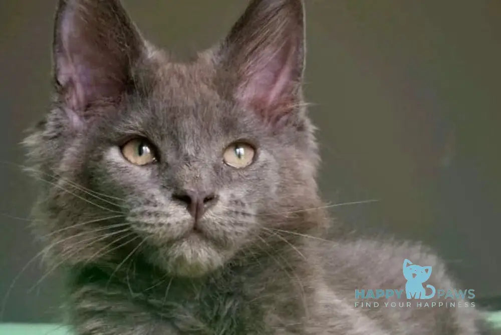 Jack Maine Coon male blue live animals