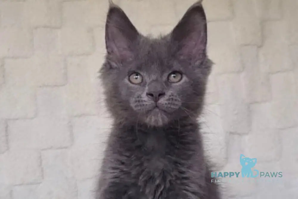 Jack Maine Coon male blue live animals