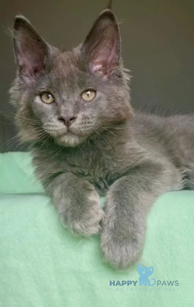Jack Maine Coon male blue live animals