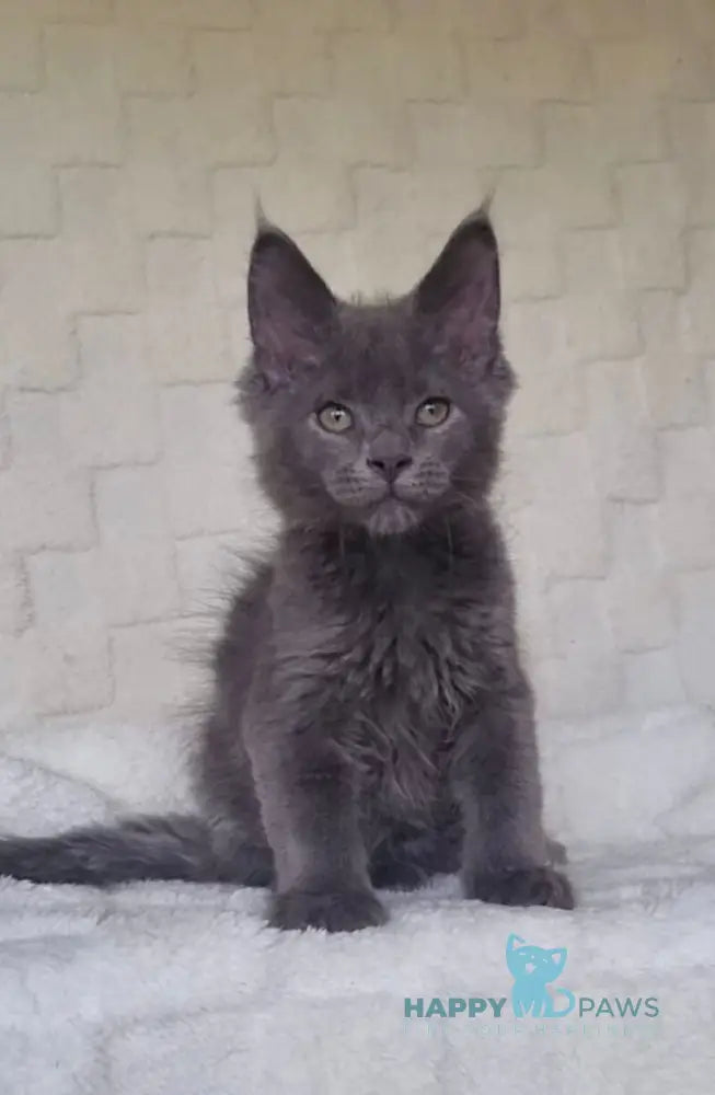 Jack Maine Coon male blue live animals