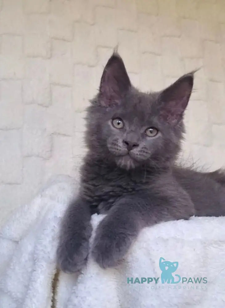 Jack Maine Coon male blue live animals