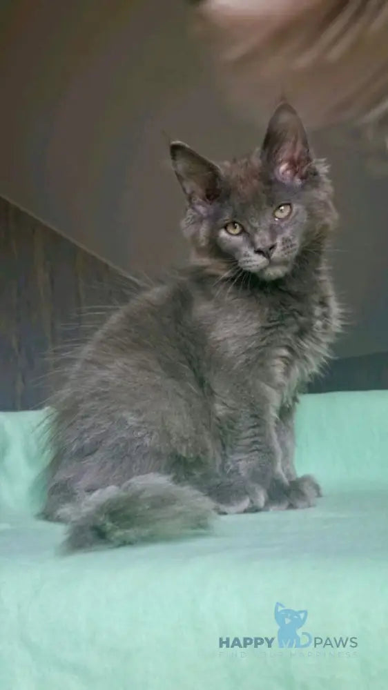 Jack Maine Coon male blue live animals