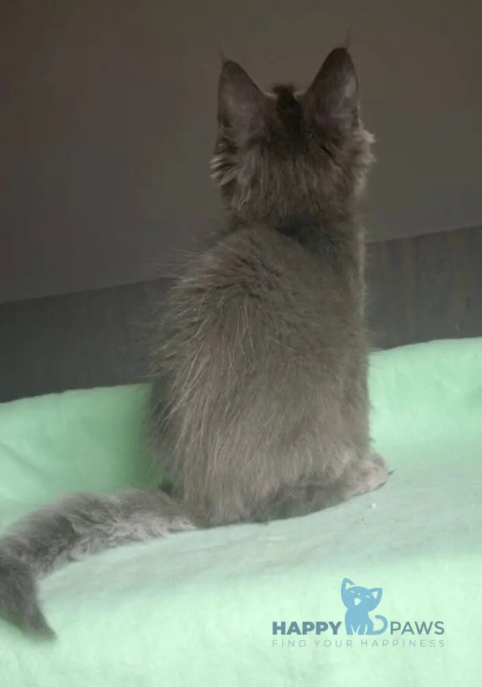 Jack Maine Coon male blue live animals