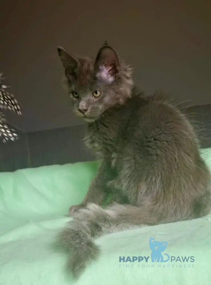 Jack Maine Coon male blue live animals