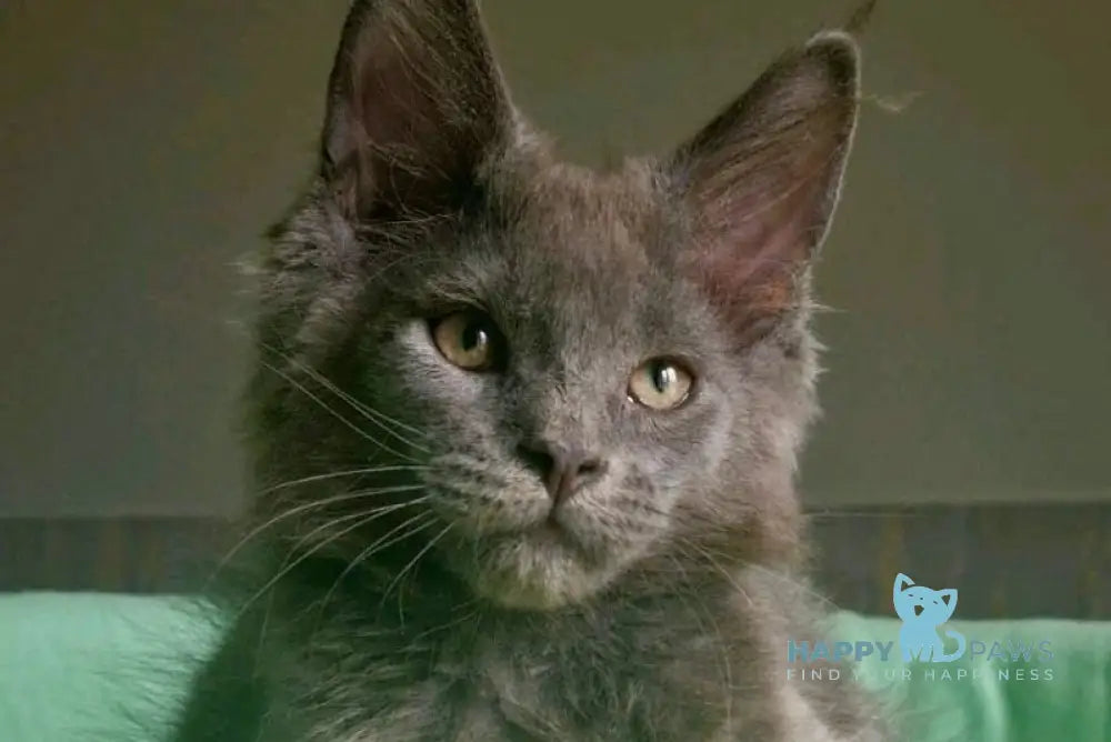 Jack Maine Coon male blue live animals