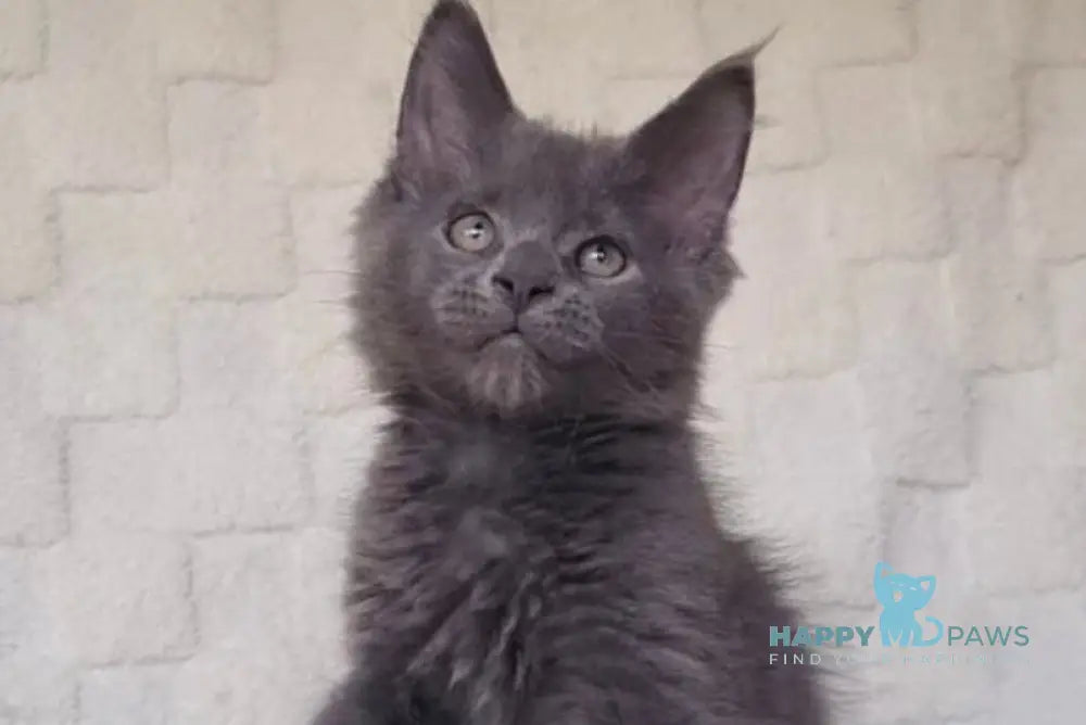 Jack Maine Coon male blue live animals