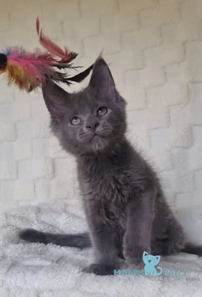 Jack Maine Coon male blue live animals