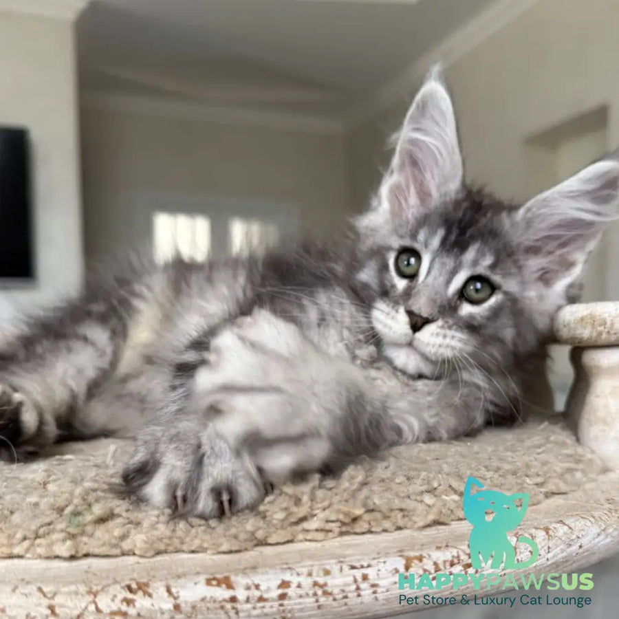 Jackpot Maine Coon male black silver ticked tabby - live animals
