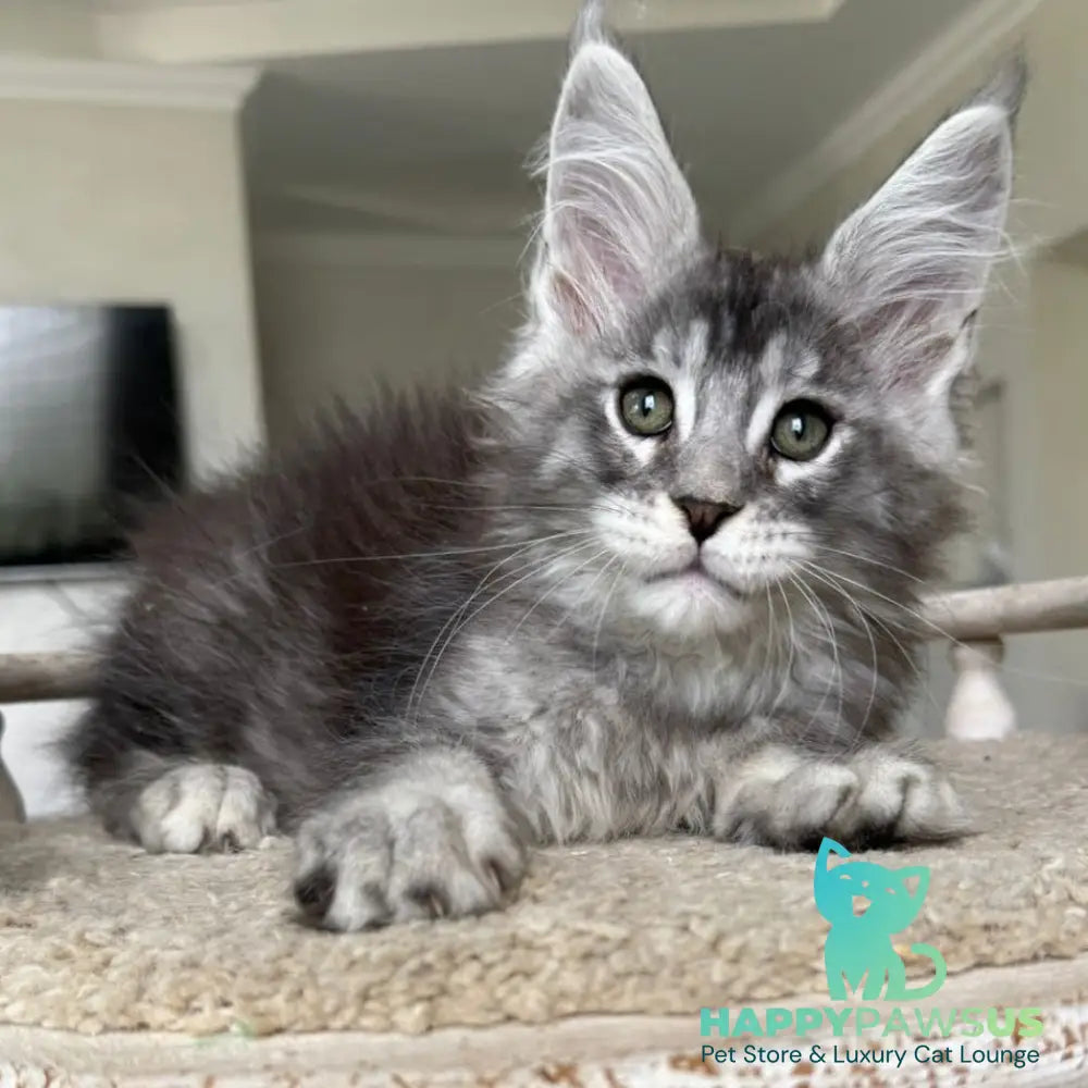 Jackpot Maine Coon male black silver ticked tabby - live animals