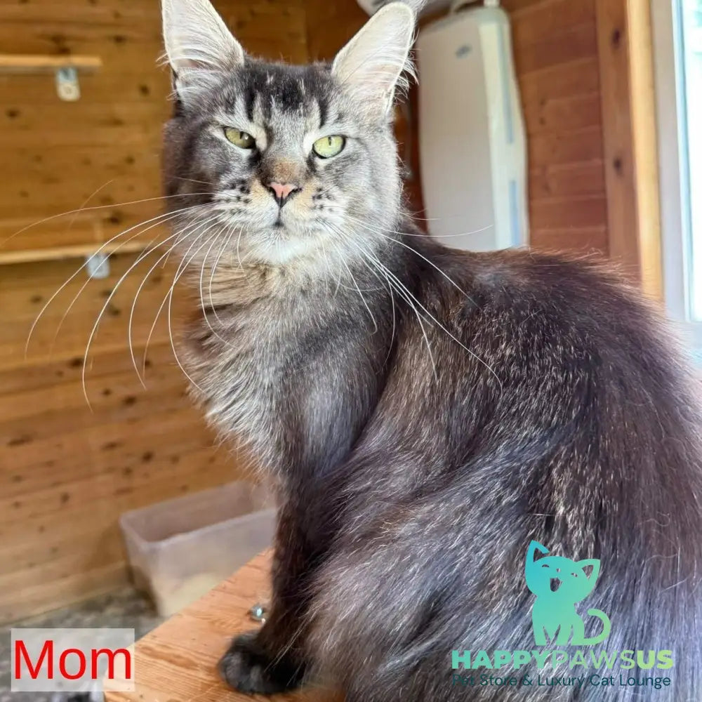 Jackpot Maine Coon male black silver ticked tabby - live animals