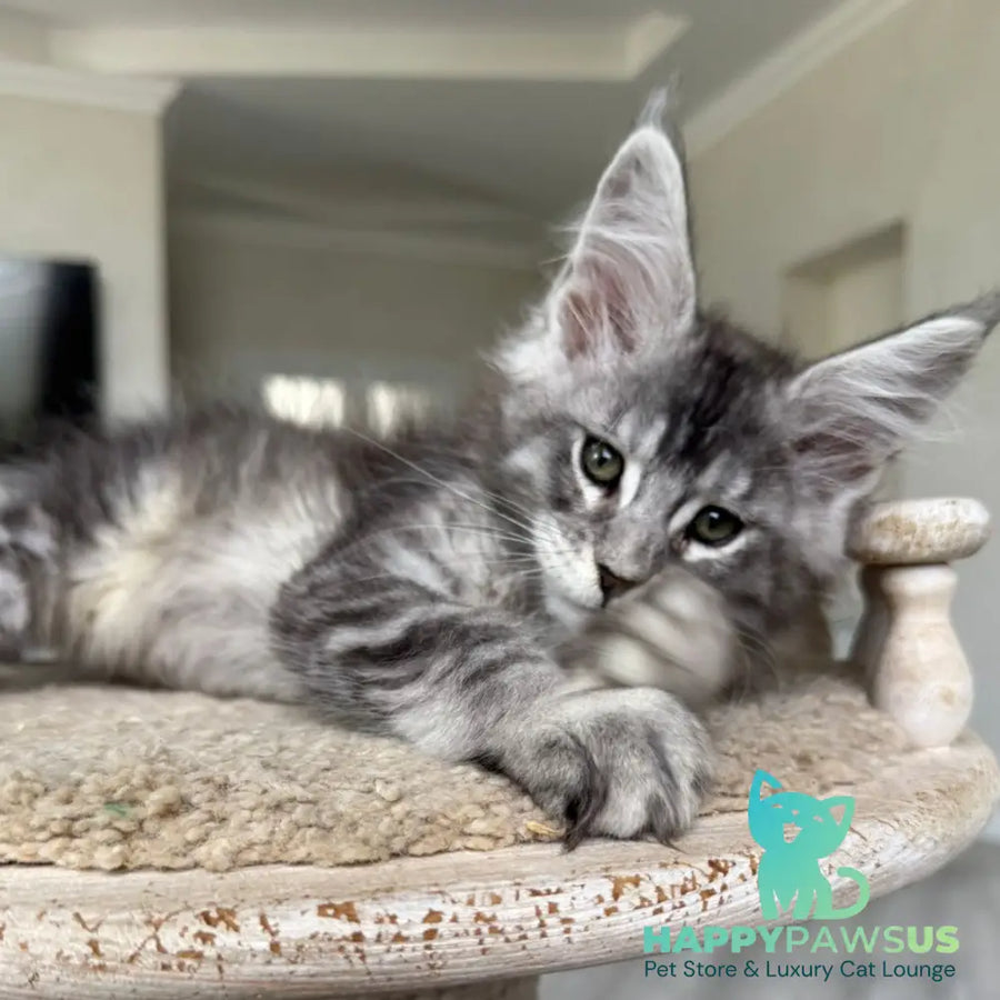 Jackpot Maine Coon male black silver ticked tabby - live animals