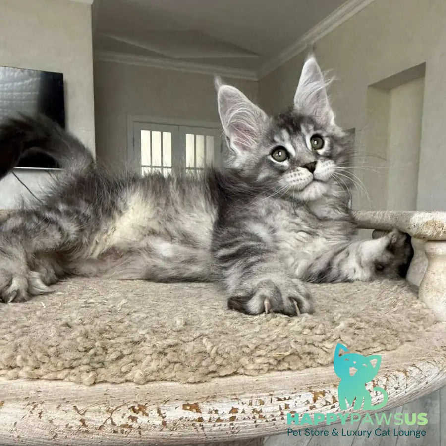 Jackpot Maine Coon male black silver ticked tabby - live animals