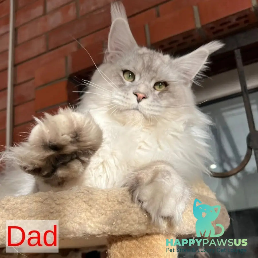 Jackpot Maine Coon male black silver ticked tabby - live animals