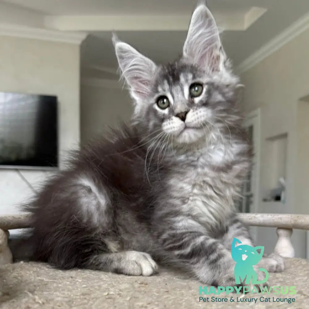 Jackpot Maine Coon male black silver ticked tabby - live animals