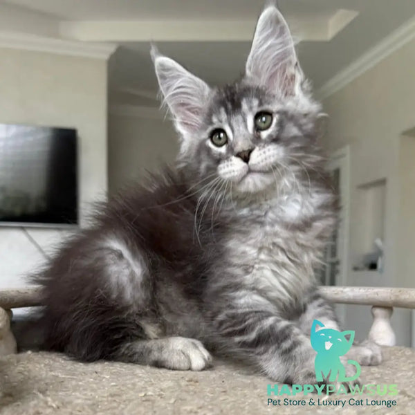 Jackpot Maine Coon male black silver ticked tabby - live animals