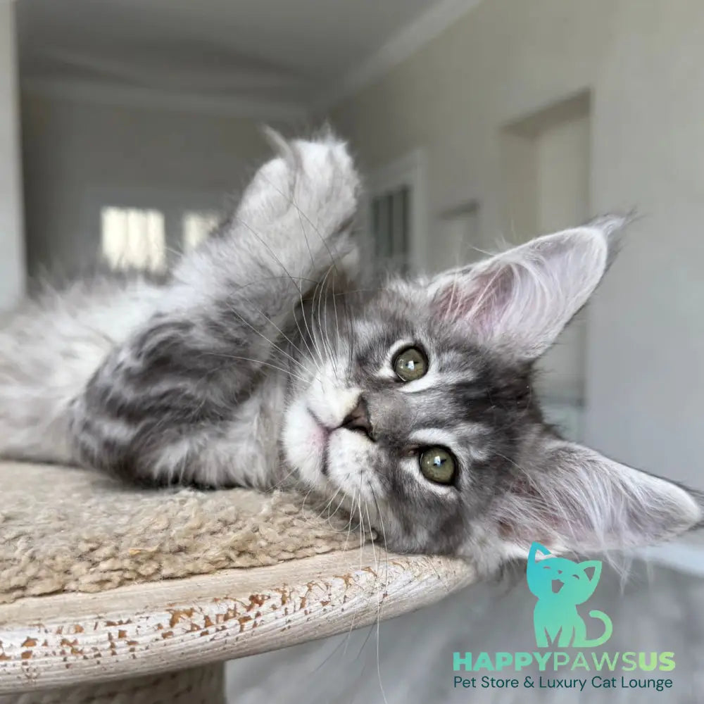 Jackpot Maine Coon male black silver ticked tabby - live animals