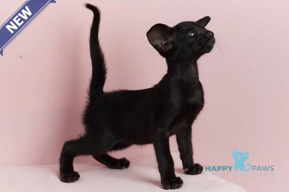 Jackpot Oriental Shorthair male black live animals