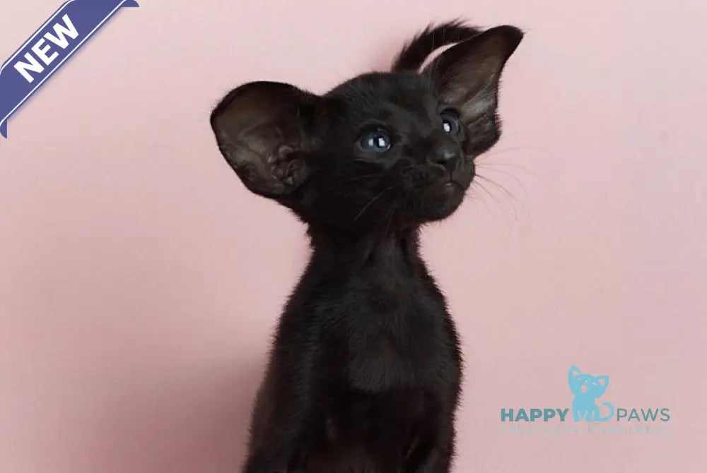 Jackpot Oriental Shorthair male black live animals
