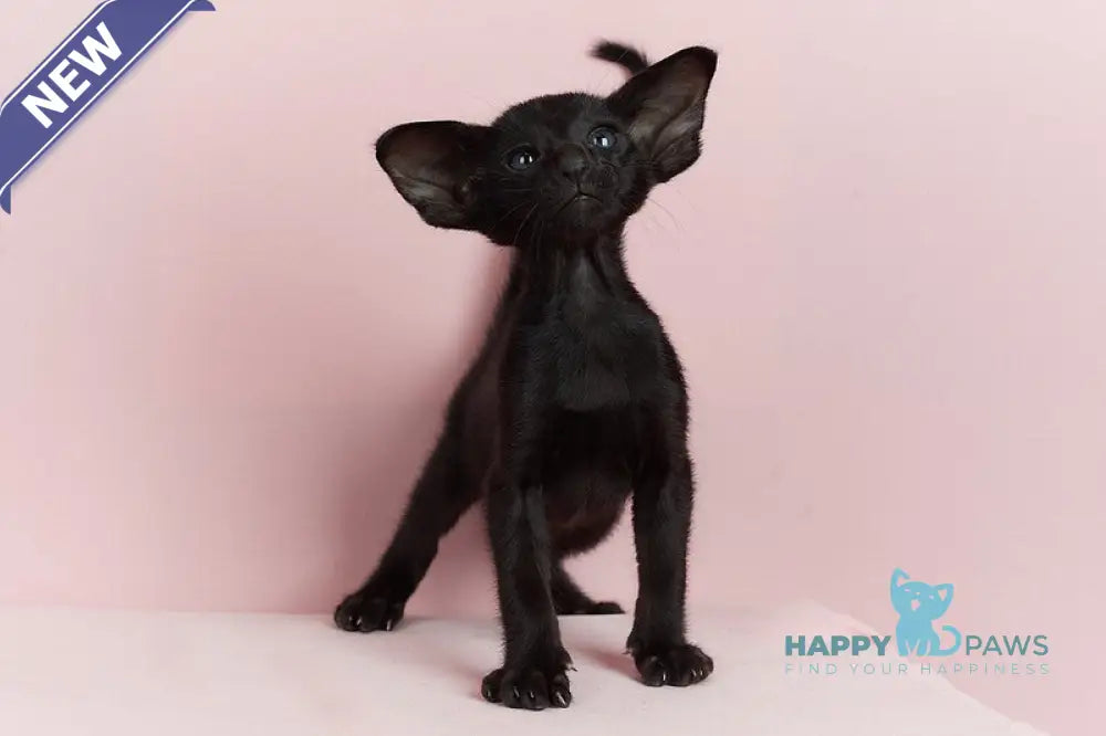 Jackpot Oriental Shorthair male black live animals