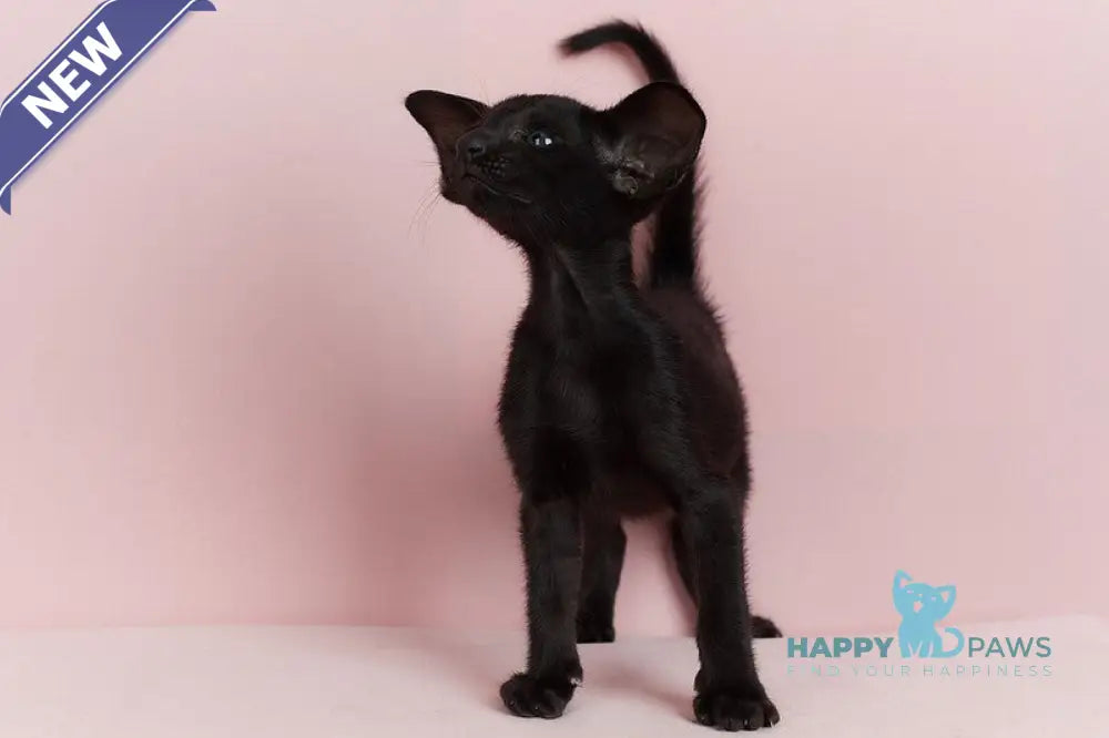 Jackpot Oriental Shorthair male black live animals