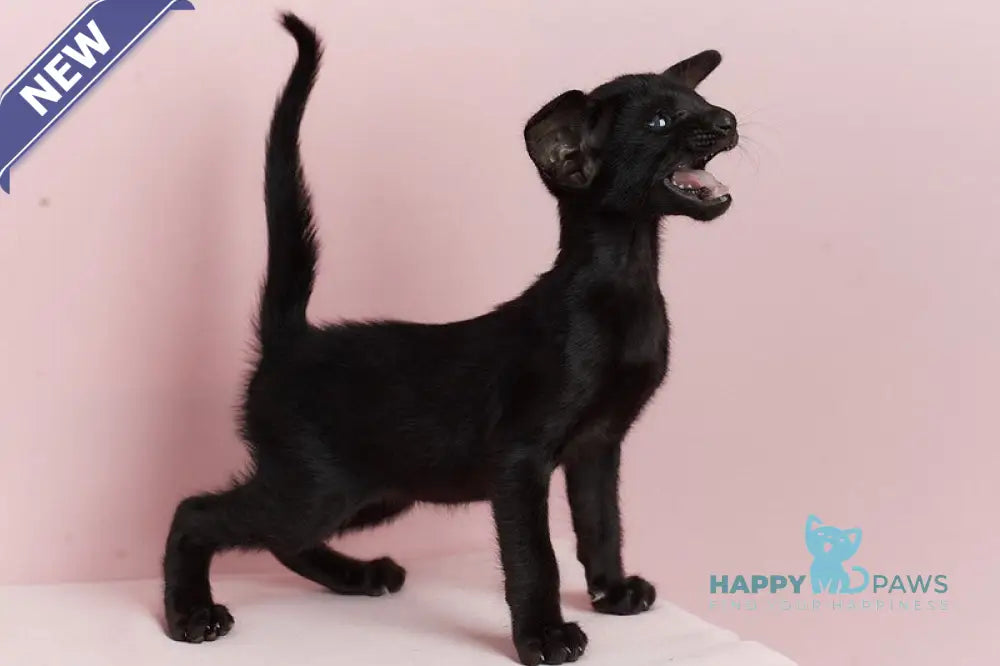 Jackpot Oriental Shorthair male black live animals
