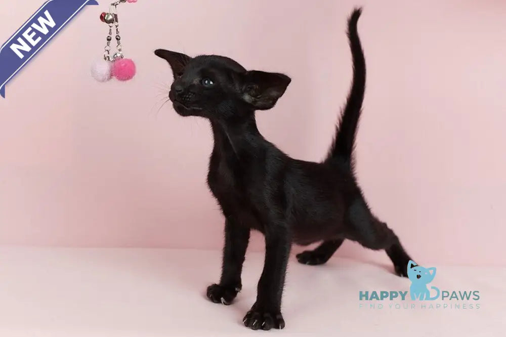 Jackpot Oriental Shorthair male black live animals